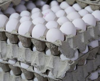 صادرات تخم مرغ به بیش از ۱۸ هزارتن رسید
