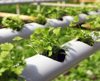 توجه به گسترش کشاورزی دانش‌بنیان، زمینه صادرات مازاد نیاز داخلی را فراهم می‌کند