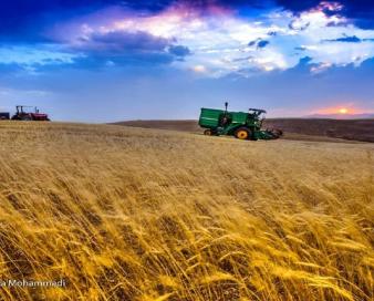 امسال نیازی به واردات گندم نداریم