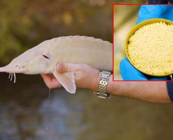 صادرات خاویار طلایی از مبدا چهارمحال و بختیاری به کشور‌های مقصد