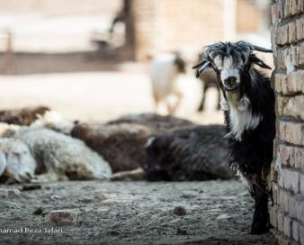 حداکثر کشتار دام در طول سال ۸ میلیون راس است