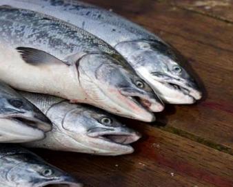 صادرات ۲۰ تن ماهی قزل آلای لرستان به خارج از کشور