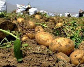 سالانه بیش از ۵ میلیون تن سیب زمینی در کشور تولید می‌شود