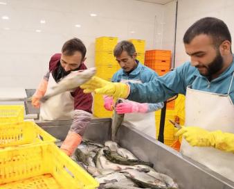 راه اندازی کارخانه فرآوری و بستهبندی آبزیان در شهرکرد