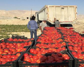صادرات ۲۷۰ هزار تن محصولات کشاورزی از کردستان