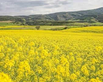 خودکفایی ۹۰ درصدی دانه‌های روغنی در برنامه هفتم مستلزم حمایت از تولید