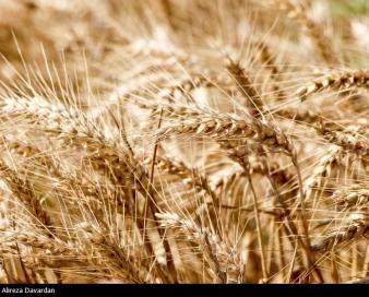 یادداشت| چالش‌های خودکفایی گندم و 4 راهکار پیشنهادی