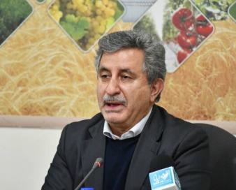 تداوم خودکفایی گندم برنامه وزارت جهاد کشاورزی است