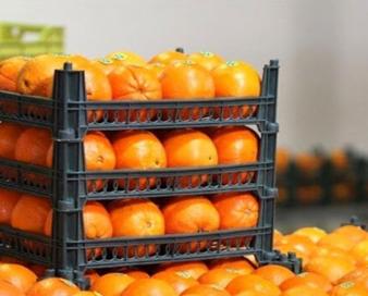 صادرات ۳۵۶ محموله مرکبات و سبزیجات از میاندورود 