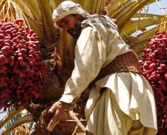 رشد ۳۰درصدی صادرات خرمای سراوان به خارج از کشور 