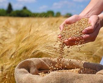 ۸۰ درصد گندم مازندران با واردات تامین می شود
