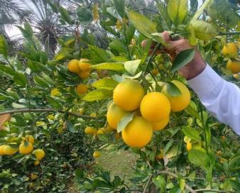 ۲۵ هزار تن مرکبات از صادر شد