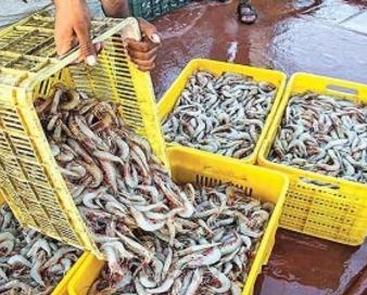 سیستان و بلوچستان پیشرو در توسعه صنعت پرورش و صادرات میگو