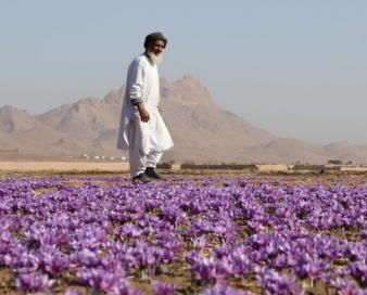 صادرات ۳۰ میلیون دلاری زعفران افغانستان
