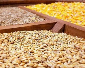 واردات نهاده‌های دامی به بیش از ۱۳ میلیون و ۳۳۴ هزارتن رسید