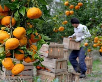تسخیر بازار بین المللی مرکبات با اراده باغداران مازندرانی