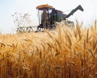 حداقل قیمت منطقی خرید تضمینی گندم ۲۴ هزارتومان است