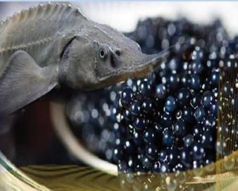 صادرات ۶ تُن ماهیان خاویاری هرمزگان به روسیه