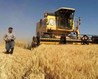 لزوم بازنگری در قیمت گندم/ نیاز به واردات 4 میلیون تنی