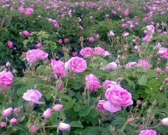 از تولید گل محمدی تا صادرات گلاب؛ بیشترین سطح زیر کشت گل محمدی کشور در فارس قرار دارد