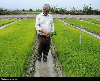 حال برنجکاران شمالی خوش نیست/اینجا فقط دلالان سود می‌کنند!