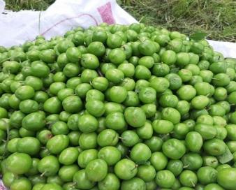 طعم شیرین گوجه سبز در باغات گیلان؛ برداشت نوبرانه ها آغاز شد