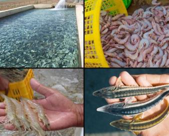 گلستان؛ فرصتی طلایی برای توسعه اقتصاد دریا محور و اشتغال پایدار