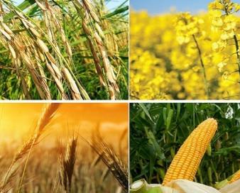قیمت خرید تضمینی محصولات اساسی به زودی ابلاغ می‌شود