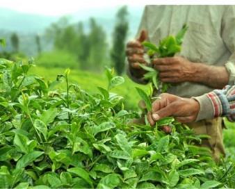 خوش‌بینی صادرکنندگان چای هند به بازار بزرگ ایران