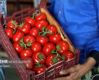 صادرات گوجه فرنگی از فیروزآباد فارس آغاز شد