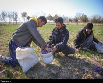 90 کیلوگرم طلای سرخ در بازار آتی بورس کالا دادوستد شد