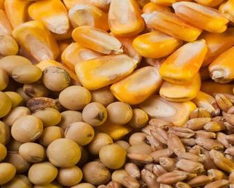 گله اتحادیه واردکنندگان نهاده‌های دامی در پرداخت مطالبات ارزی