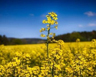 بساط مصرف بالای روغن و قاچاق برچیده می‌شود