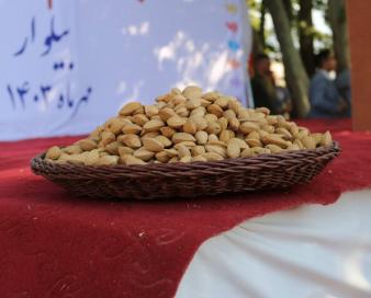 «بادام مامایی» گنجی در دل کوهستان