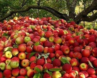 کاهش ۴۰ درصدی تولید محصولات باغی یکی از علل نوسان قیمت