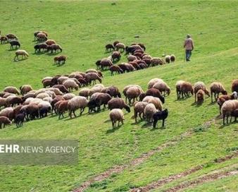 طرح‌های مرتعداری، امسال ۲ میلیون هکتار رشد می‌کند