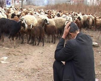 بحران کمبود نهادههای دامی؛ دلالان عمده نهاده یارانهای را جذب میکنند