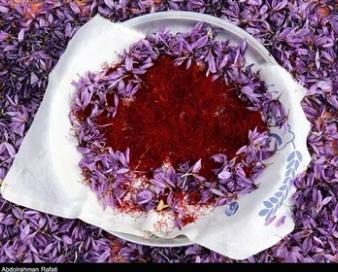 نام تجاری زعفران خراسان رضوی ثبت جهانی می‌شود/صادرات 214 تن زعفران به 71 کشور دنیا