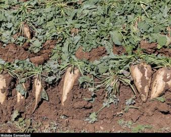 کرمانشاه پیشتاز تولید چغندرقند/ زنجیره تأمین و صنایع تبدیلی ساماندهی میشود