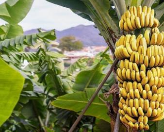 زرآباد؛ پایتخت «موز» ایران در سواحل مکران