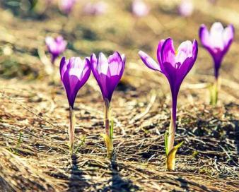 «نجات آب» ــ 34 | گسترش گیاهان کمآببر مانند زعفران، تریکاله، کینوا