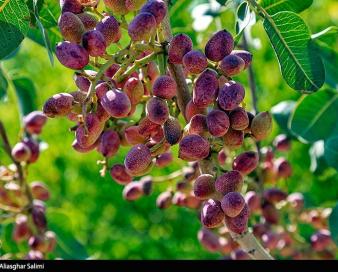 افزایش 30درصدی صادرات پسته خراسان رضوی