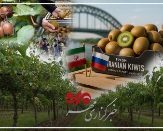 کیوی رودسر در مسیر دشوار رونق؛ باغداران چشم انتظار حمایت دولت