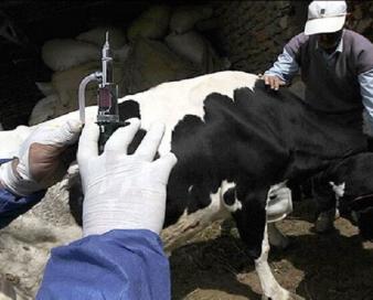 نگرانی دامداران از تاخیر در واردات واکسن تب برفکی