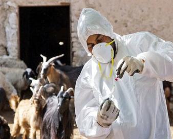 بیش از ۵ میلیون و ۳۰۰ هزار دز واکسن تب برفکی وارد شد