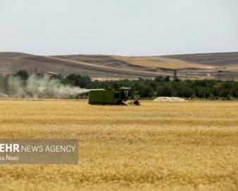 مرحله نخست پرداخت غرامت گندمکاران با واریز ۱۱۰۰ میلیارد تومان آغاز شد