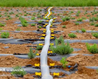 صادقی: گذار از کشاورزی سنتی به نوین اولویت توسعه زنجان است