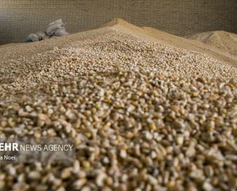 نیلفروش همدانی:کیفیت نهادههای دامی اصفهان بهصورت مستمر کنترل میشود