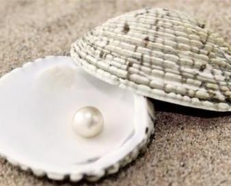 بندر مقام، پایتخت مروارید ایران می‌شود؟