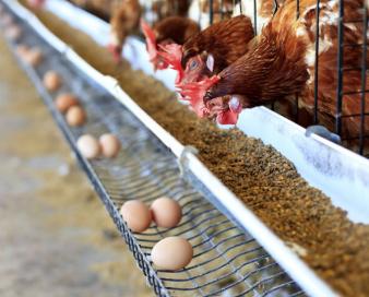 مجوز واردات ۵.۵ میلیون تن نهاده‌های دامی از ستاد تنظیم بازار اخذ شد